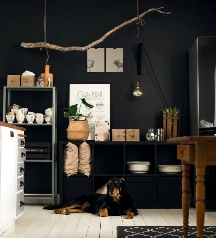 Kitchen with black walls, industrial shelving and mounted branches as a light fixture