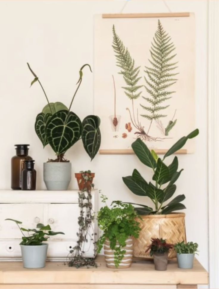 A cozy corner featuring a wooden shelf adorned with a variety of houseplants and a botanical print. The print, displayed using a simple wooden hanger, depicts two detailed fern illustrations, complementing the real plants below. The arrangement includes a striking anthurium with heart-shaped, patterned leaves, a tall fiddle leaf fig, and smaller potted plants like succulents and trailing ivy. The setting is enriched with decorative elements such as dark glass bottles and a textured woven basket, enhancing the natural, earthy aesthetic of the display.
