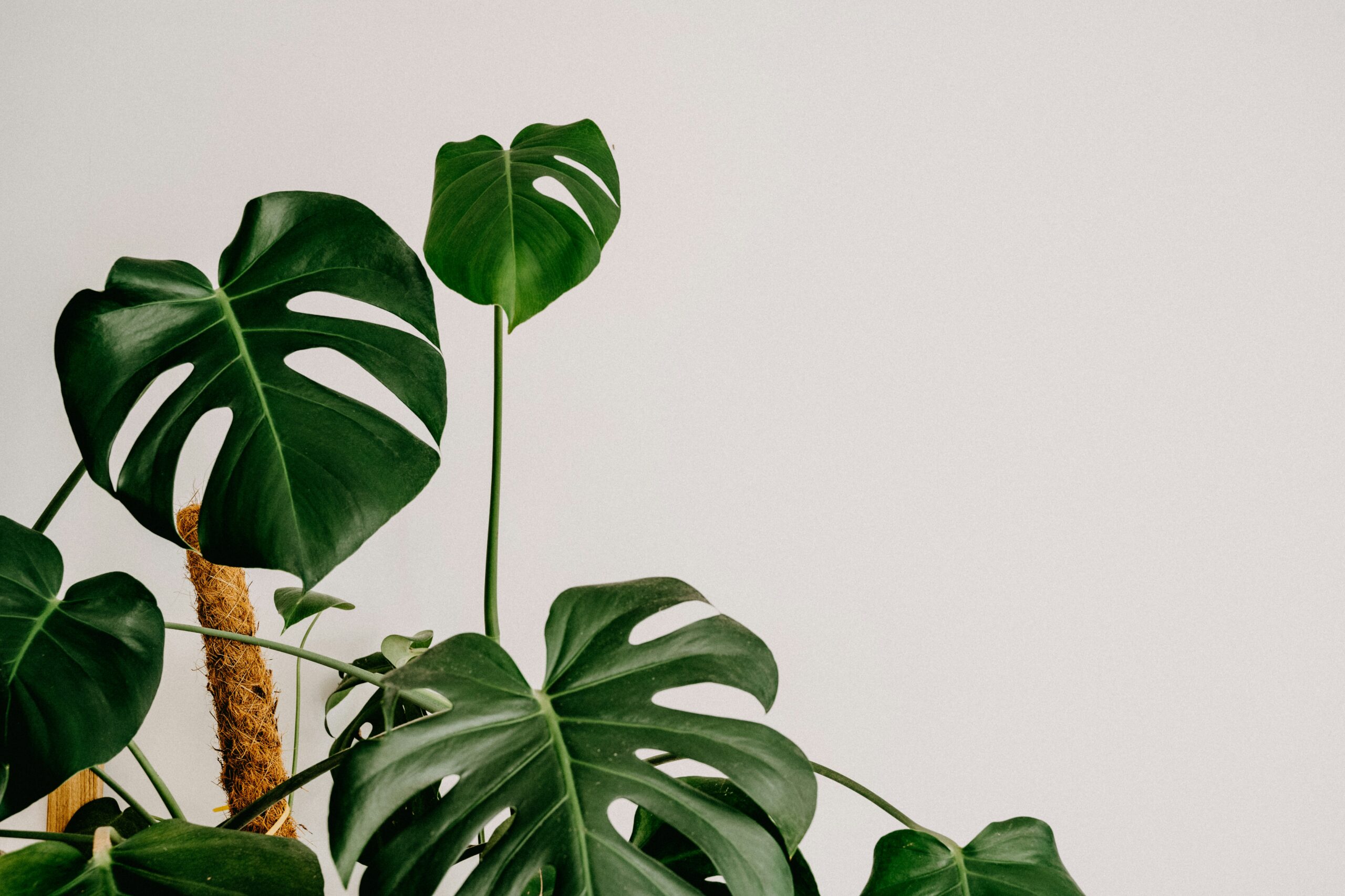 green monstera plant