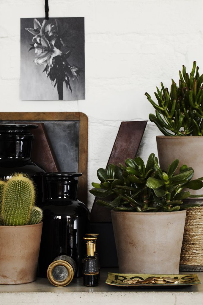 Interior decor featuring potted plants, dark vases, and vintage objects arranged on a white surface against a white brick wall. The image highlights a mix of textures and materials, including terracotta, glass, and woven rope, creating a layered and eclectic aesthetic.